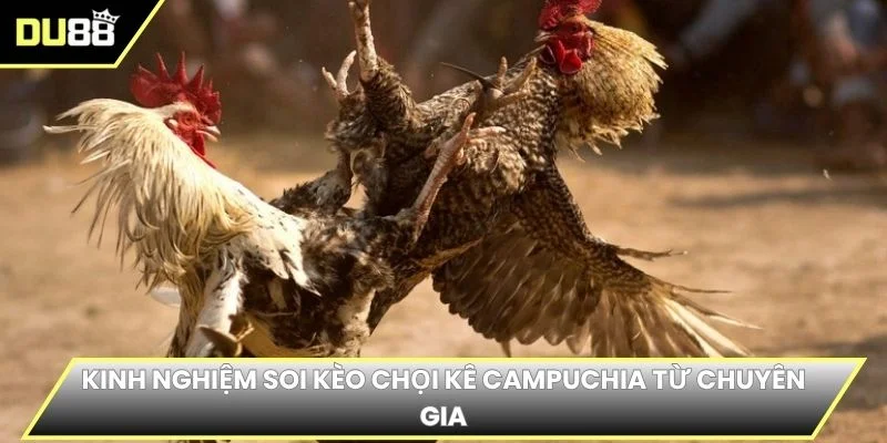 Kinh nghiệm soi kèo chọi kê Campuchia từ chuyên gia