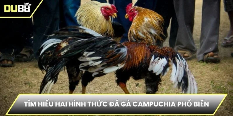Tìm hiểu hai hình thức đá gà Campuchia phổ biến