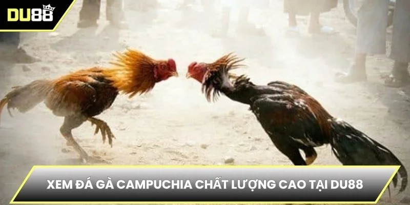 Xem đá gà Campuchia chất lượng cao tại DU88